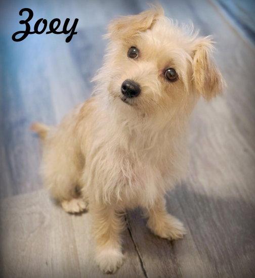 Enlarge Zoey, a Adoptable mixed breed in Anaheim Hills, CA image 1/3