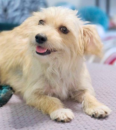Enlarge Zoey, a Adoptable mixed breed in Anaheim Hills, CA image 2/3
