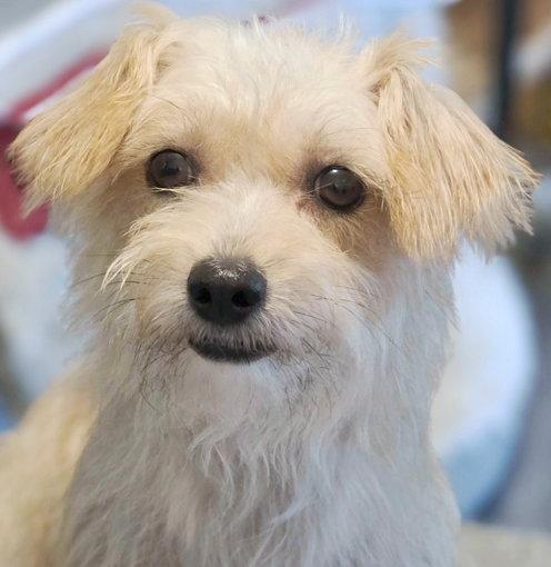 Enlarge Zoey, a Adoptable mixed breed in Anaheim Hills, CA image 3/3