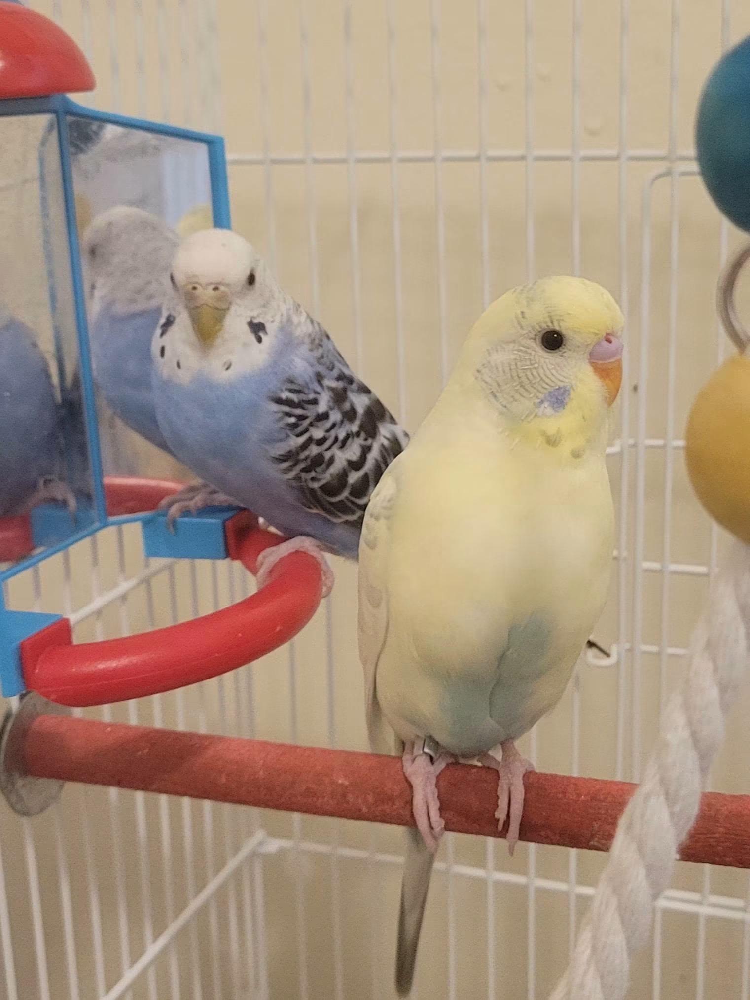 Jack and Diane, ADOPTABLE, Young Female Parakeet (Other).
