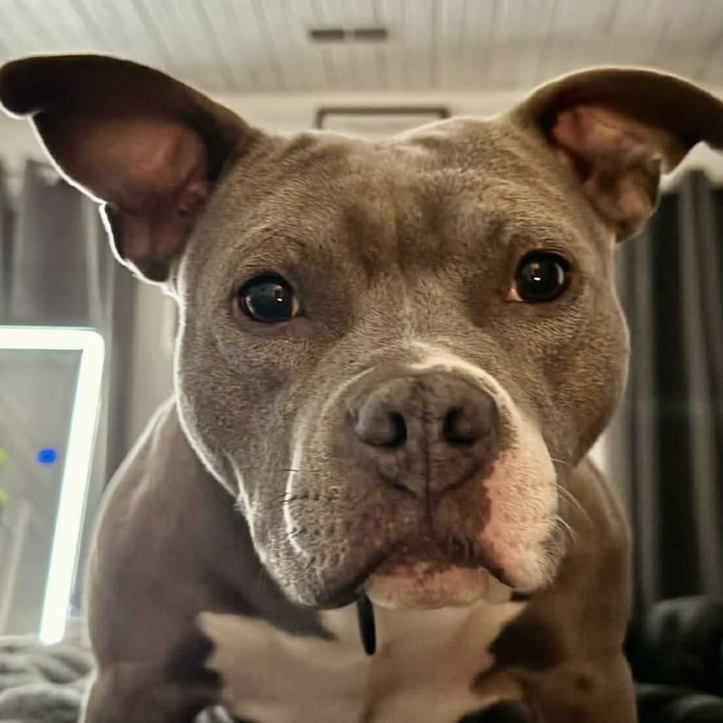 Enlarge Ms Potato, a Adoptable mixed breed in Olathe, KS image 1/6