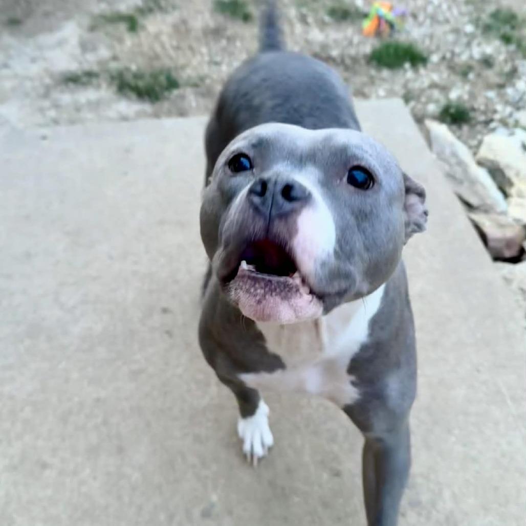 Enlarge Ms Potato, a Adoptable mixed breed in Olathe, KS image 4/6