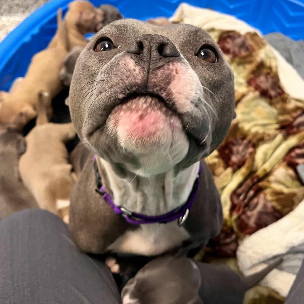 Enlarge Ms Potato, a Adoptable mixed breed in Olathe, KS image 6/6