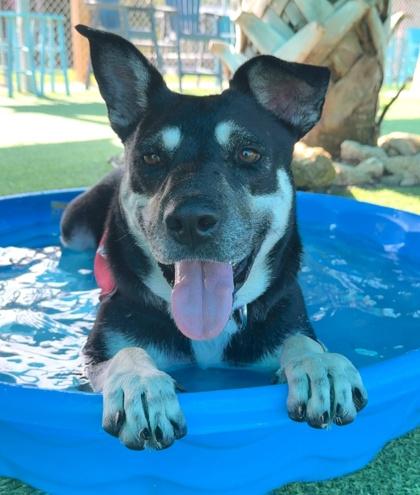 Enlarge Trini, a Adoptable mixed breed in Palm Coast, FL image 1/3