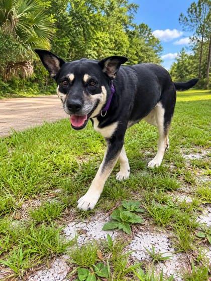 Enlarge Trini, a Adoptable mixed breed in Palm Coast, FL image 2/3