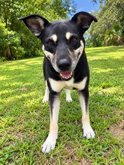 Enlarge Trini, a Adoptable mixed breed in Palm Coast, FL image 3/3