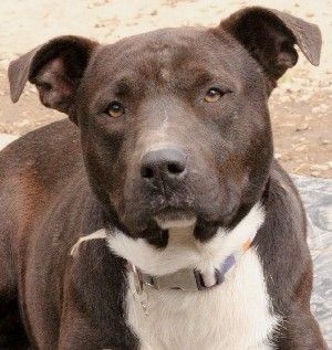 Walter, Adoptable, Young Male Pit Bull Terrier.