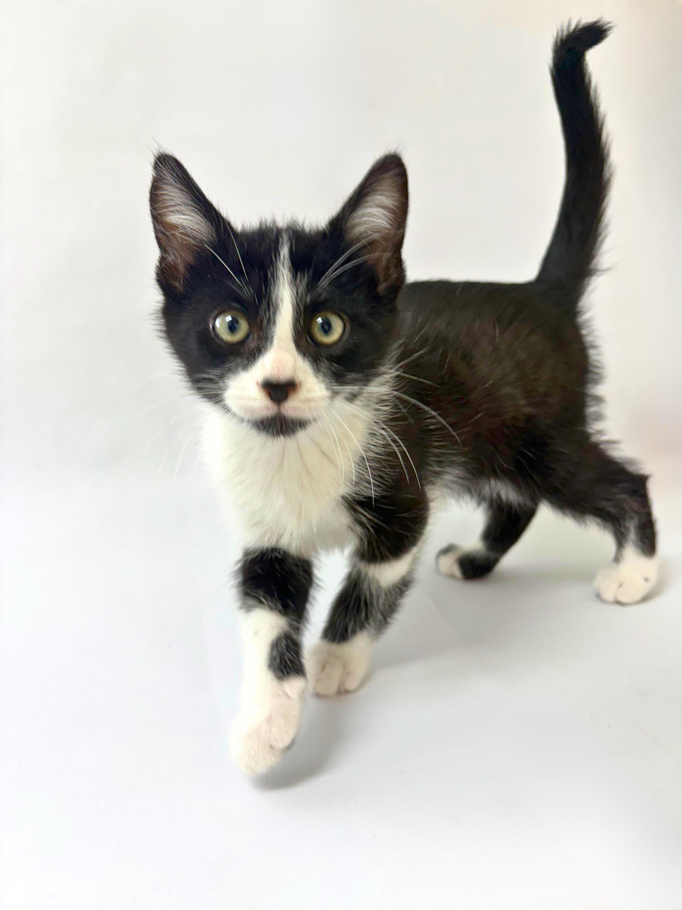 Enlarge Fitz, an adopted mixed breed in Pasco, WA image 2/3