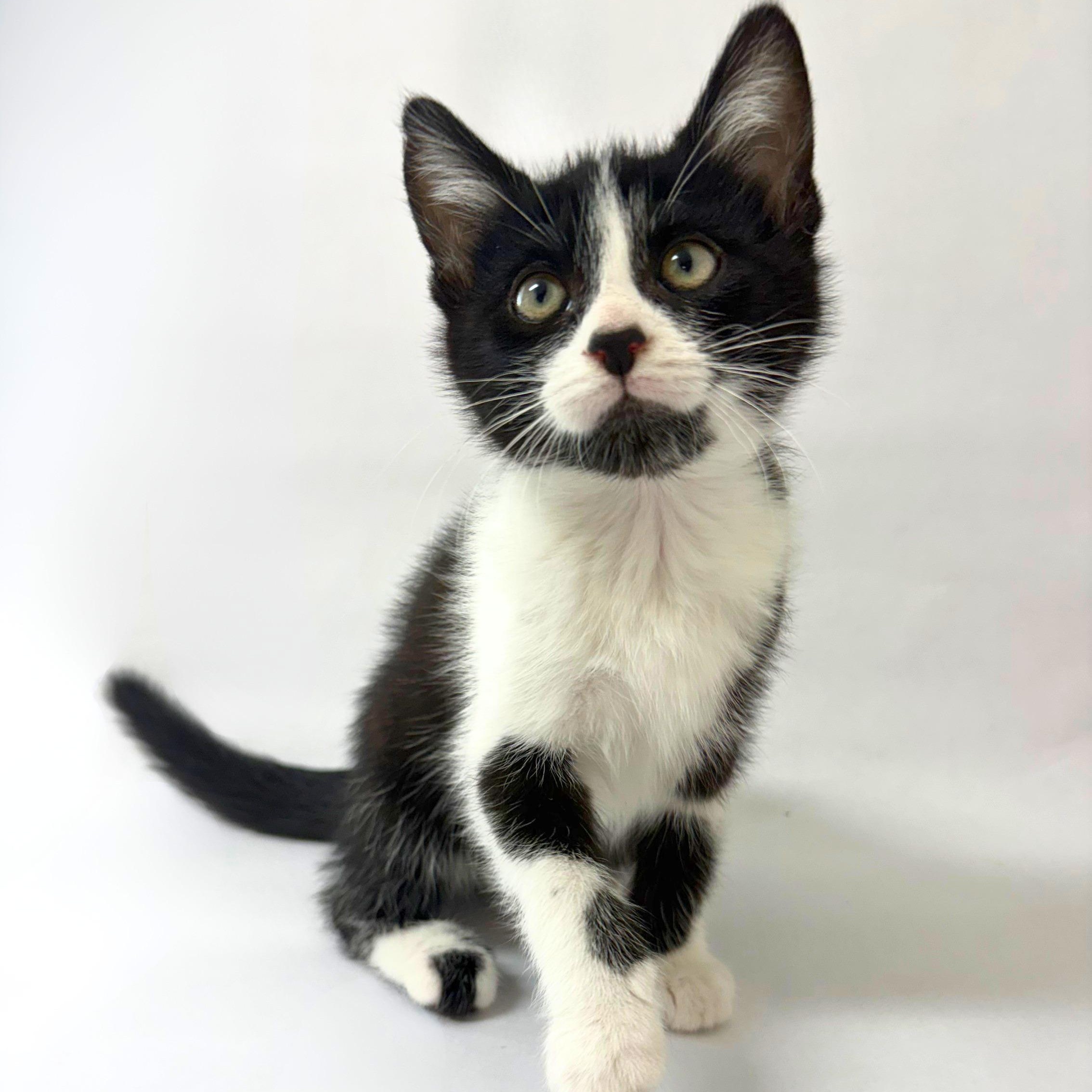 Fitz, adopted, Kitten Male Domestic Short Hair.
