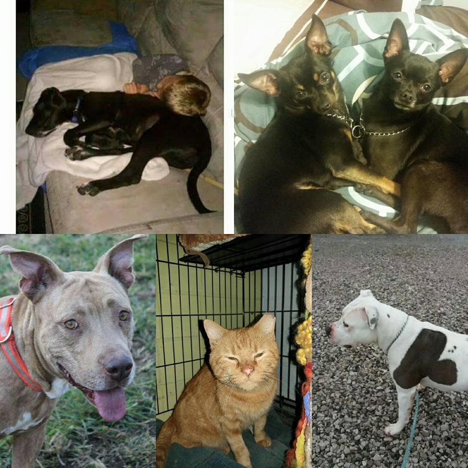 Enlarge FOSTER HOMES NEEDED - GRANITE CITY, ILLINOIS, a Adoptable mixed breed in Granite City, IL image 1/4