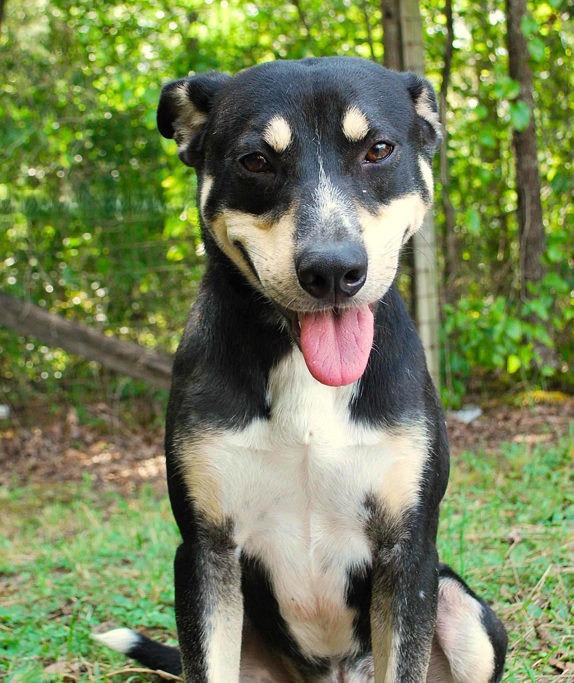 Enlarge Boone, a Adoptable mixed breed in manchester, TN image 4/4