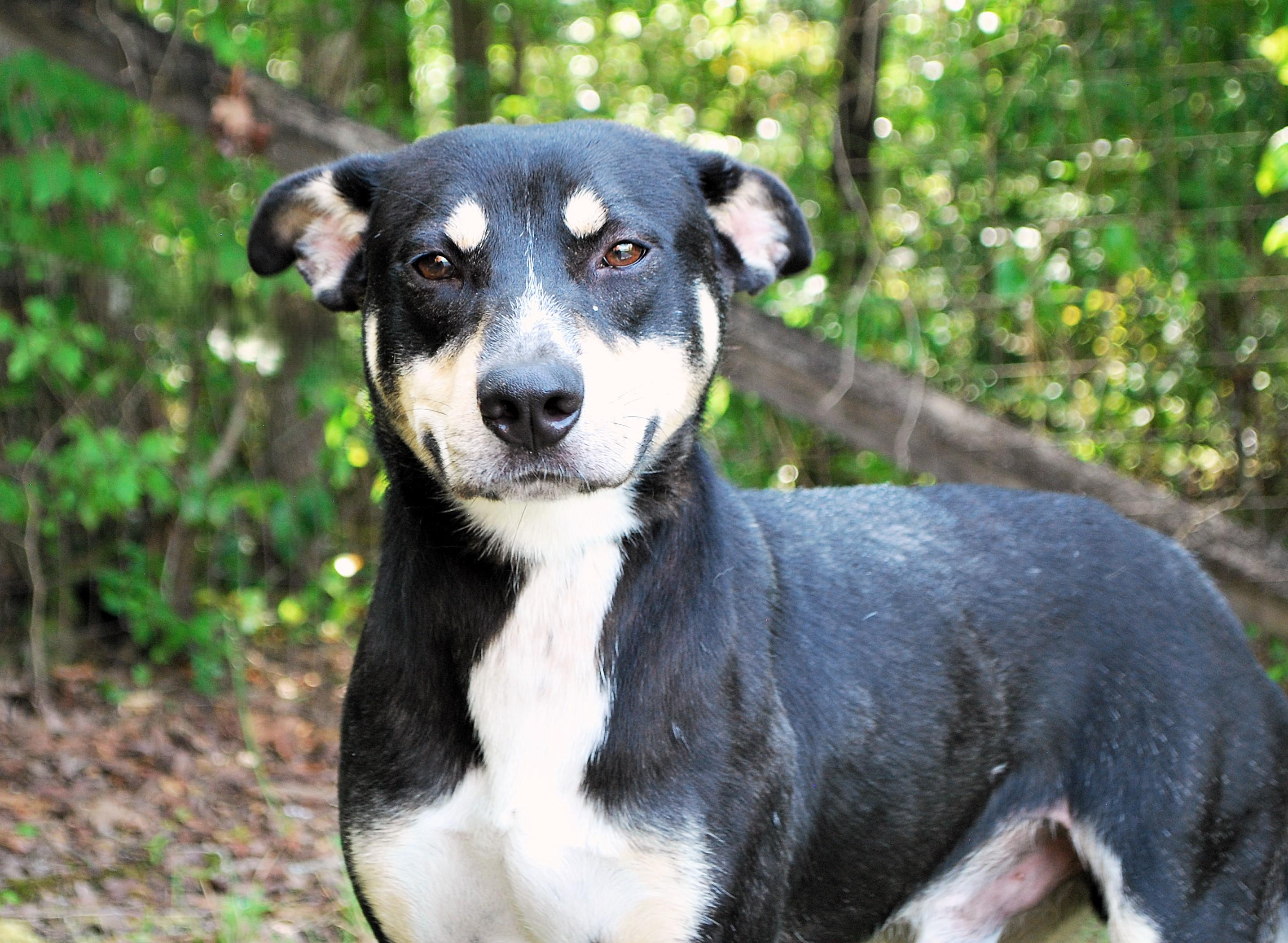 Enlarge Boone, a Adoptable mixed breed in manchester, TN image 3/4