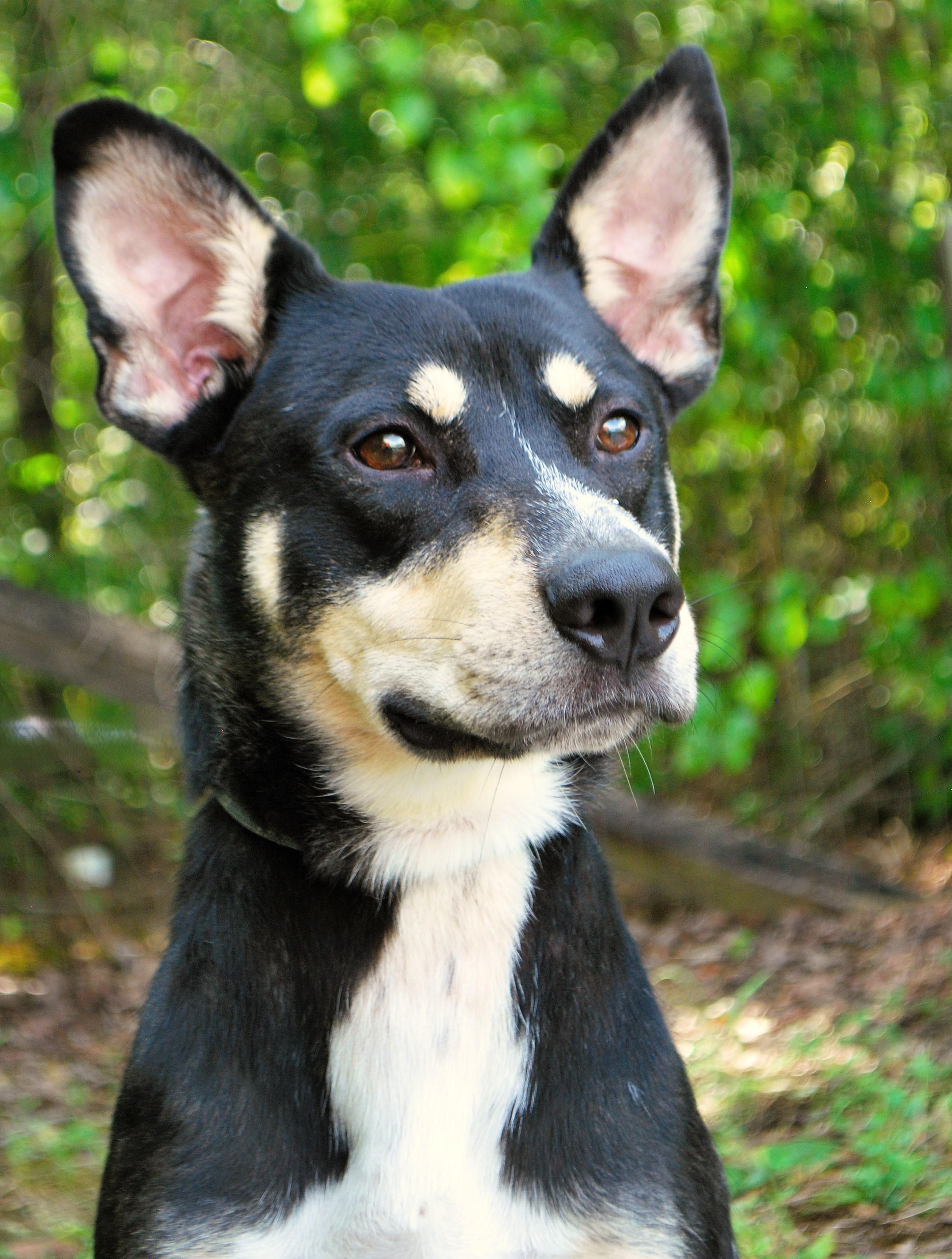 Boone, Adoptable, Young Male Australian Kelpie.