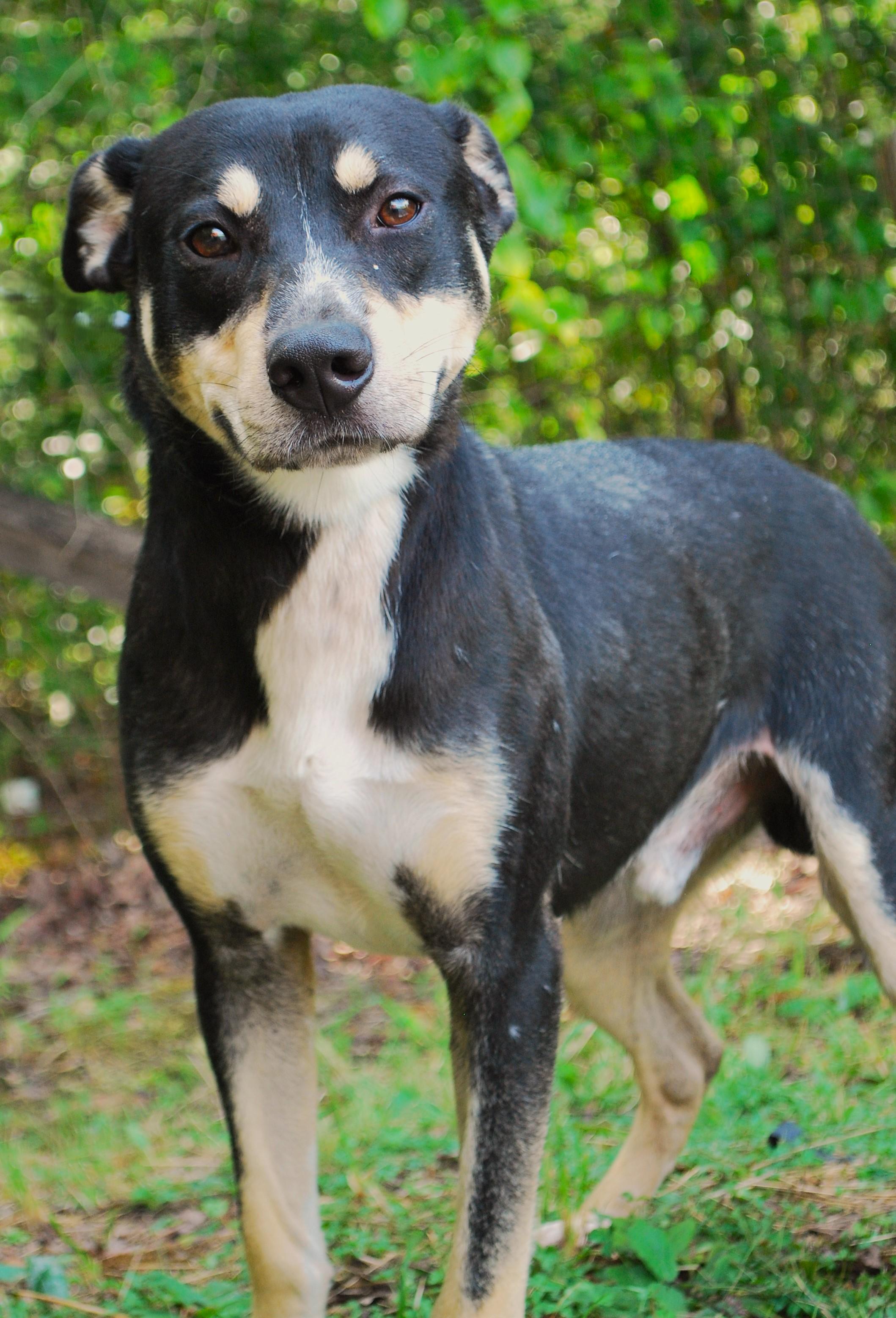 Enlarge Boone, a Adoptable mixed breed in manchester, TN image 2/4