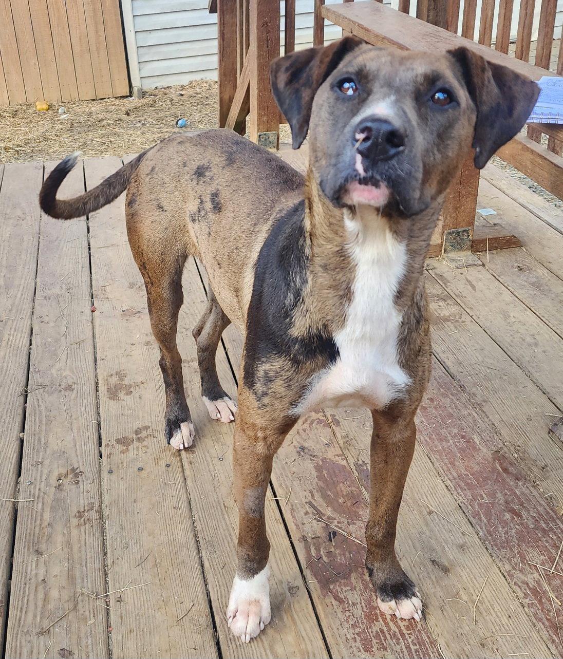 Enlarge 251948  Tilly, a Adoptable mixed breed in Wetumpka, AL image 1/3