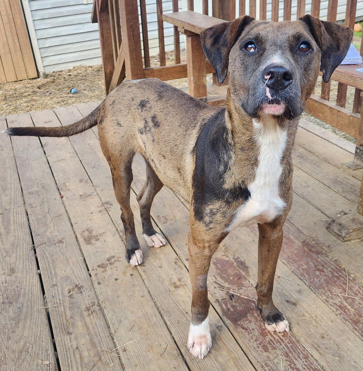 Enlarge 251948  Tilly, a Adoptable mixed breed in Wetumpka, AL image 2/3