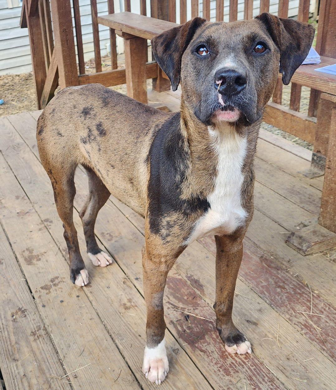 Enlarge 251948  Tilly, a Adoptable mixed breed in Wetumpka, AL image 3/3