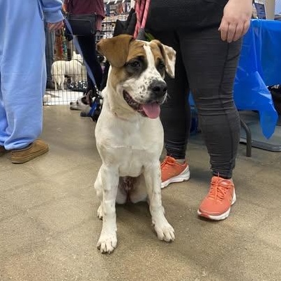 Enlarge Belle, a ADOPTABLE mixed breed in St Thomas, ON image 2/3