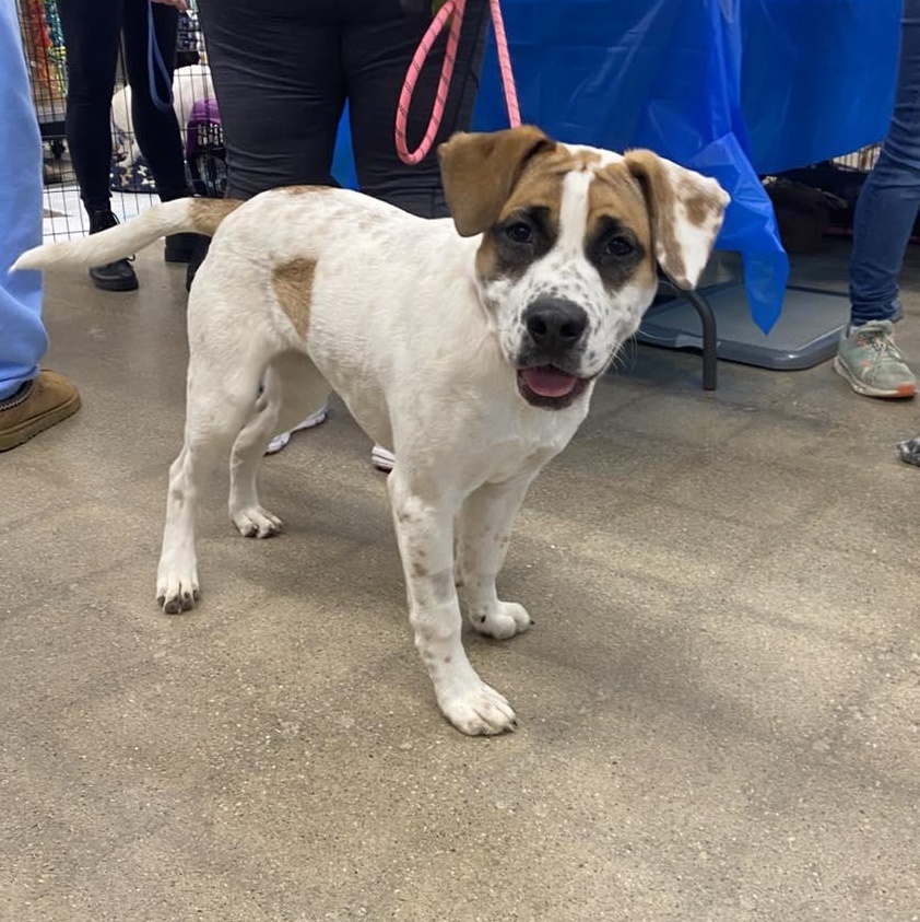 Enlarge Belle, a ADOPTABLE mixed breed in St Thomas, ON image 3/3