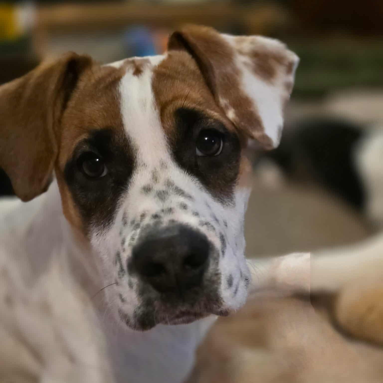 Enlarge Belle, a ADOPTABLE mixed breed in St Thomas, ON image 1/3