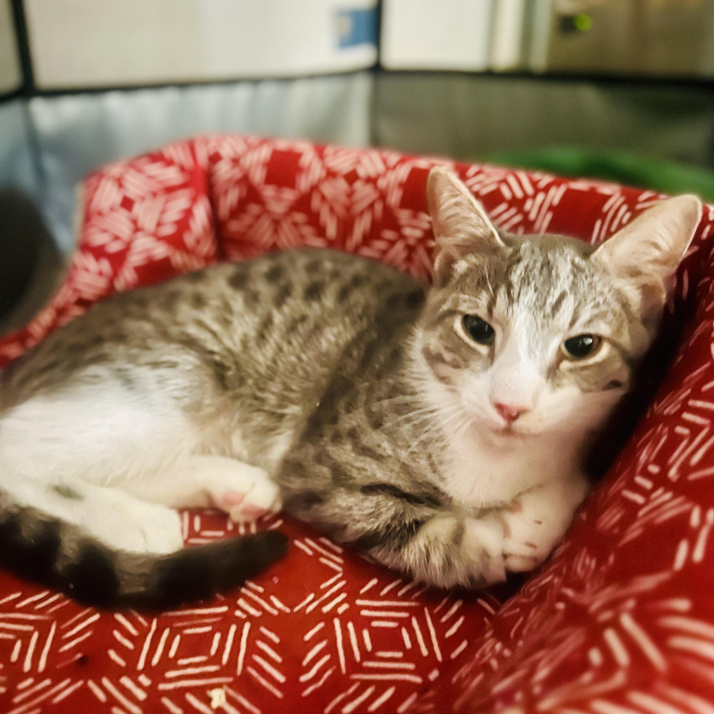 Enlarge Yossi, a Adoptable Domestic Short Hair in Norfolk, VA image 1/1