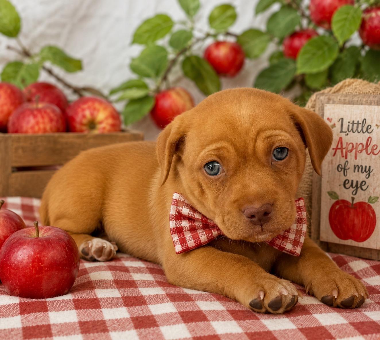 Enlarge Red, a Adopted mixed breed in Corona Del Mar, CA image 1/2