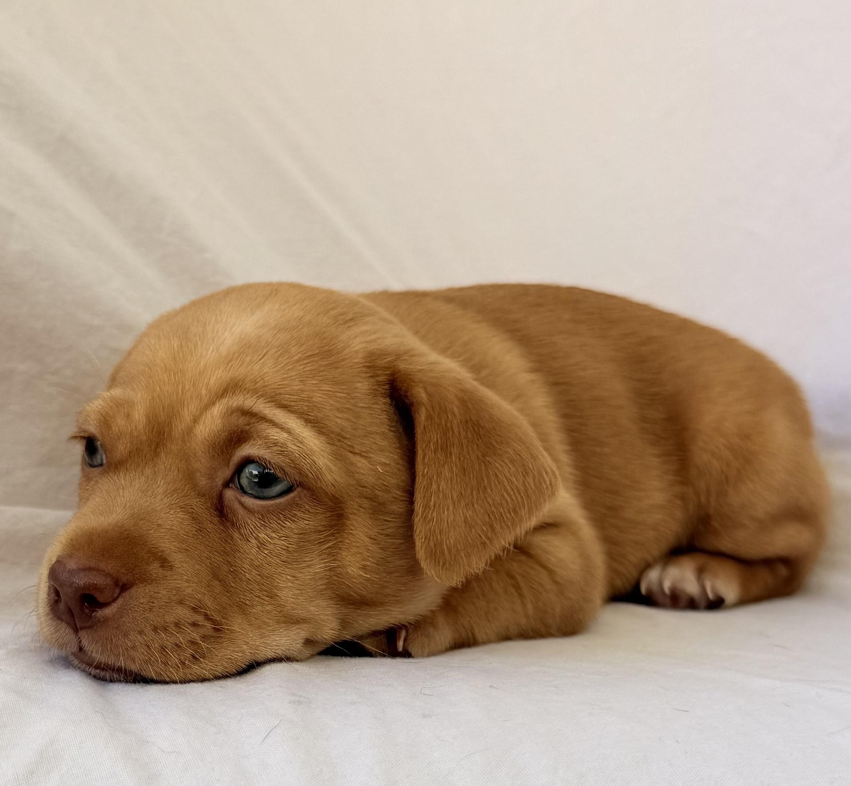 Enlarge Red, a Adopted mixed breed in Corona Del Mar, CA image 2/2