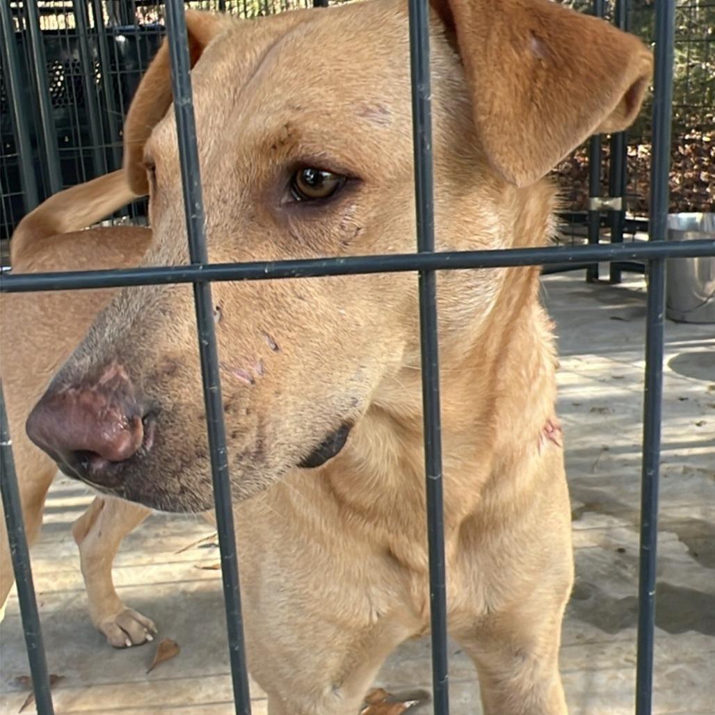 Enlarge Mac & Cheese, a Adoptable mixed breed in Valley, AL image 1/1