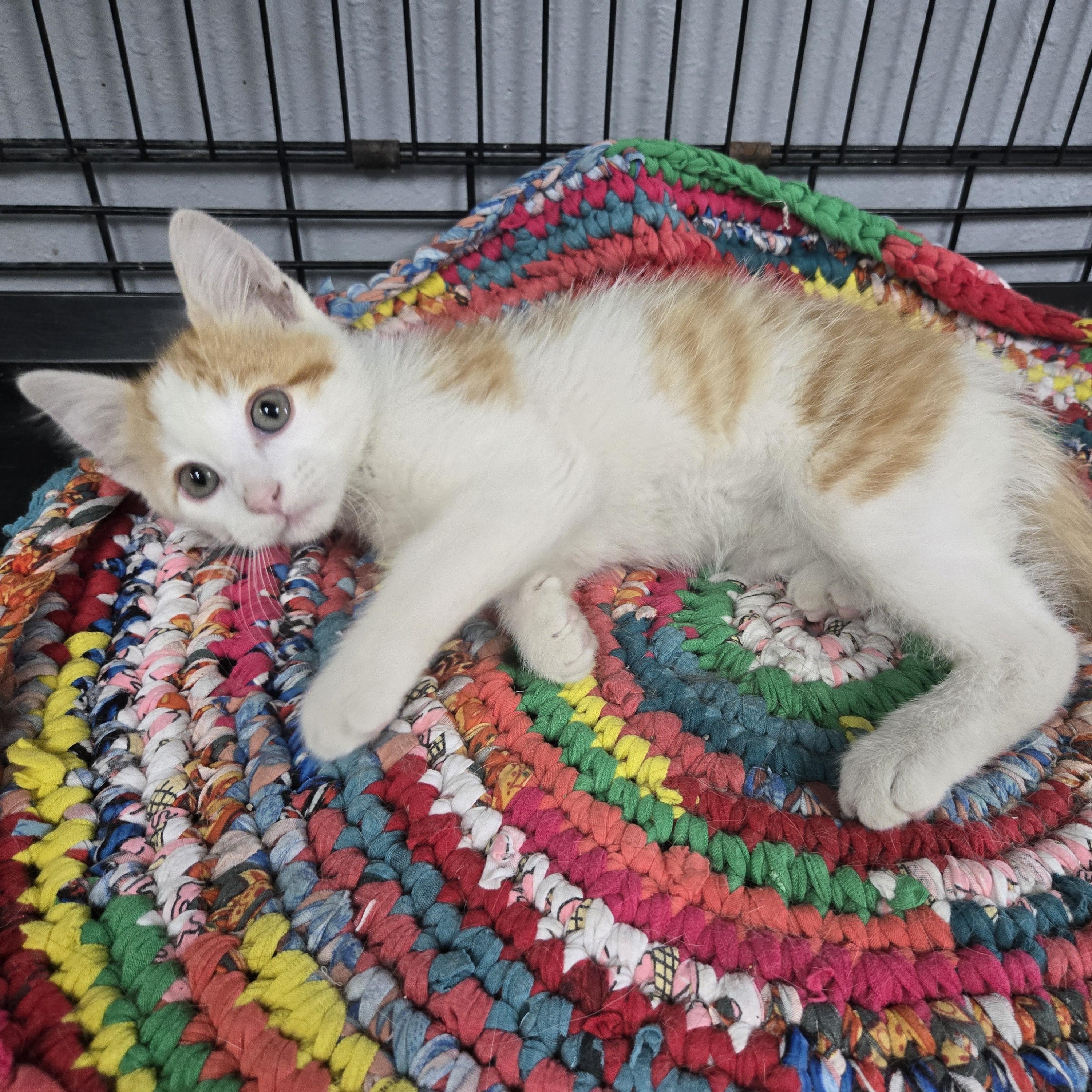 Enlarge Gizmo, a ADOPTABLE mixed breed in Keokuk, IA image 3/3