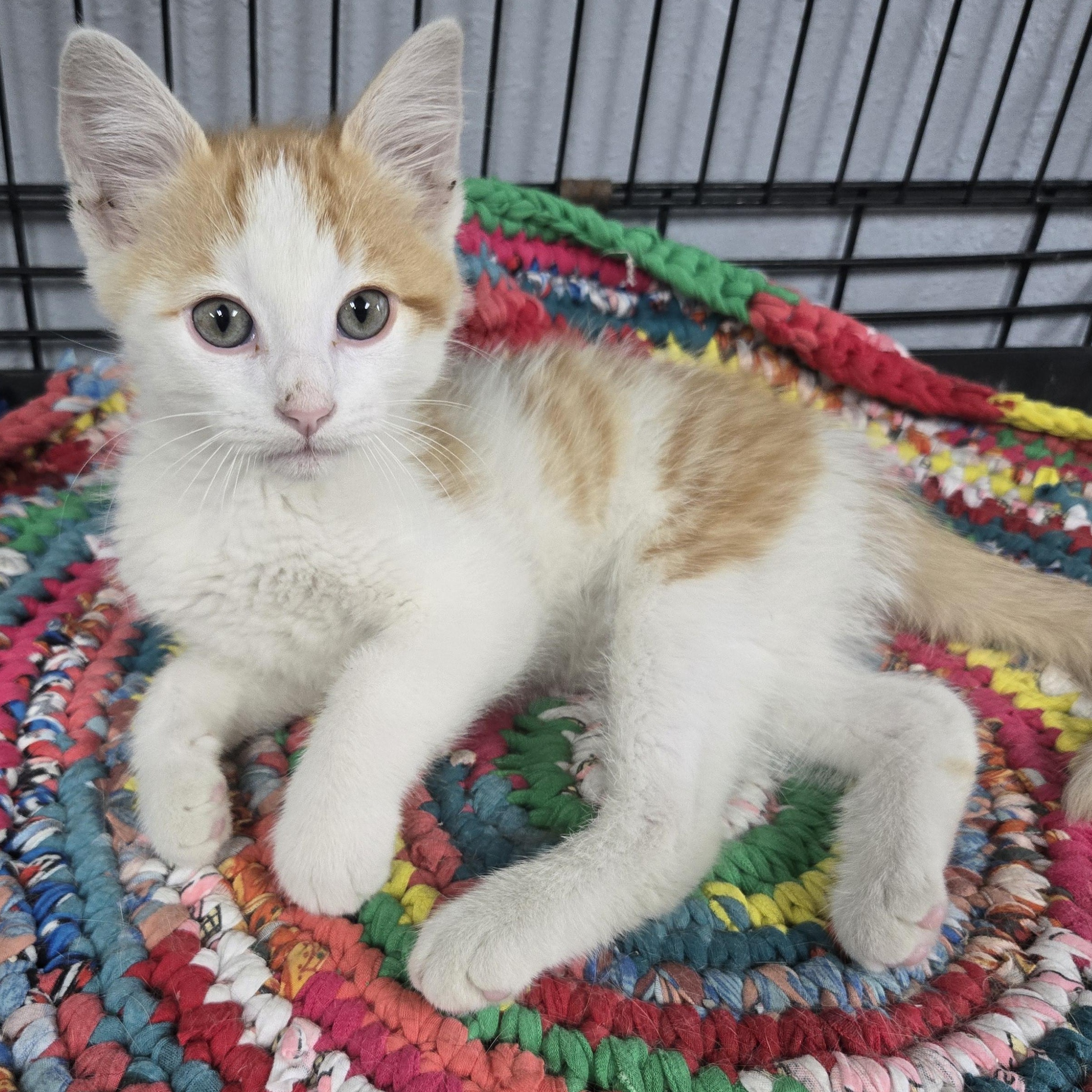 Gizmo, ADOPTABLE, Kitten Male Domestic Short Hair & Tabby.