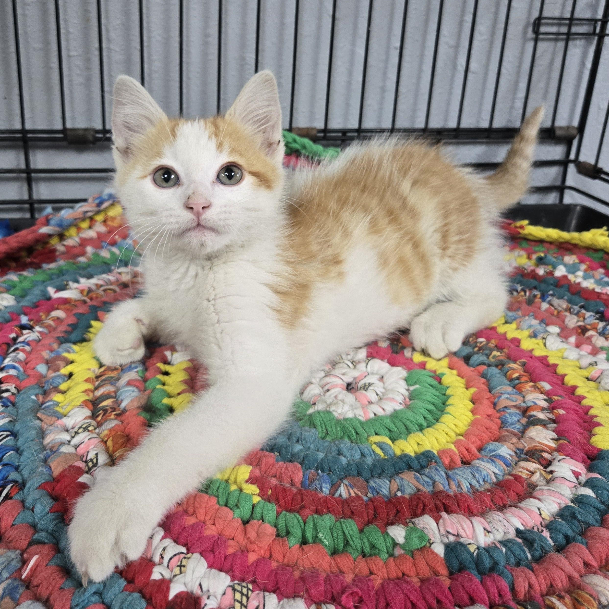 Enlarge Gizmo, a ADOPTABLE mixed breed in Keokuk, IA image 2/3