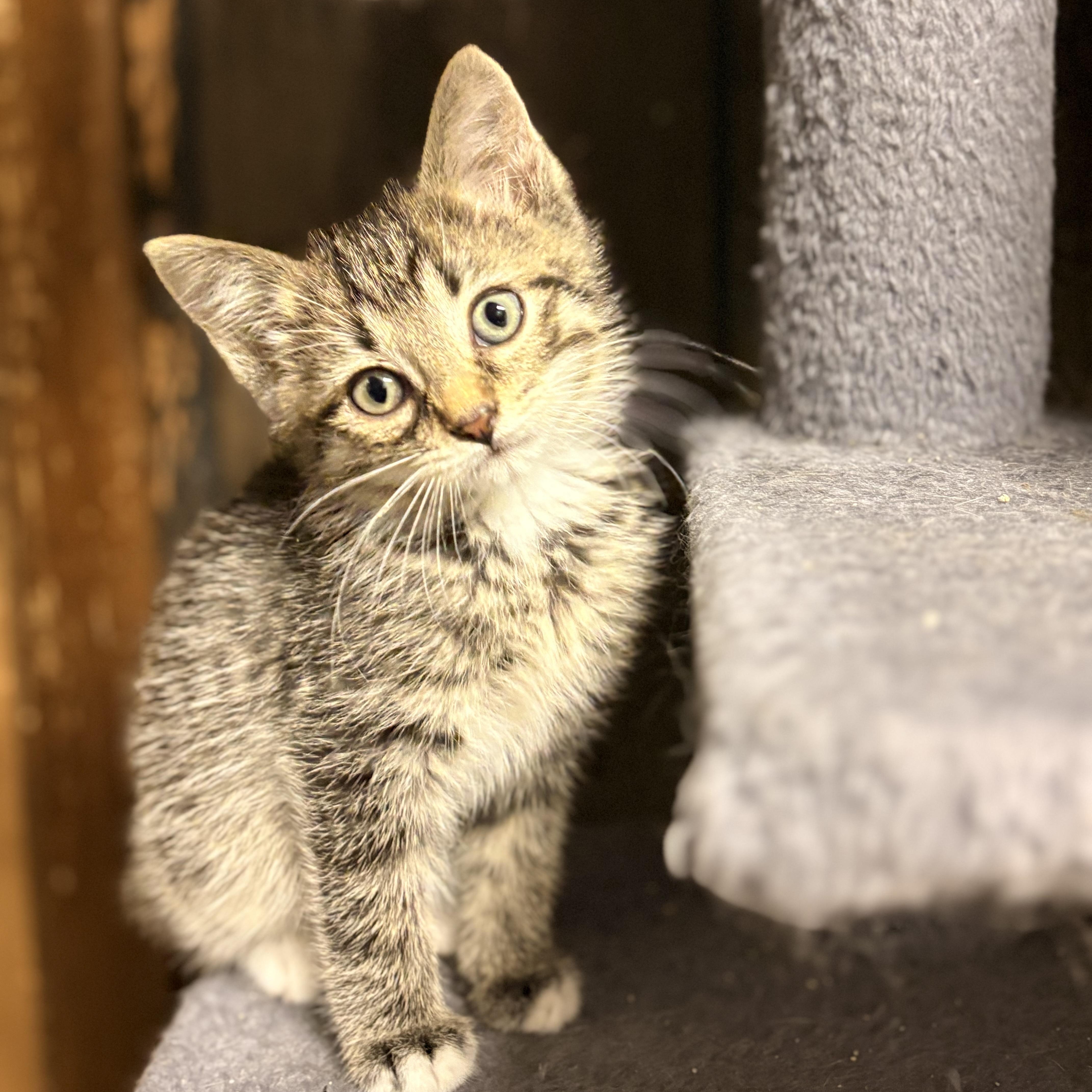 Enlarge Levi, a ADOPTABLE Domestic Short Hair in Austintown, OH image 2/3