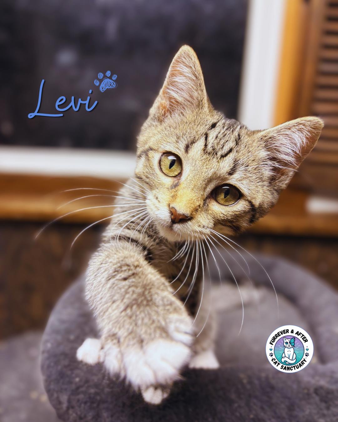 Enlarge Levi, a ADOPTABLE Domestic Short Hair in Austintown, OH image 1/4
