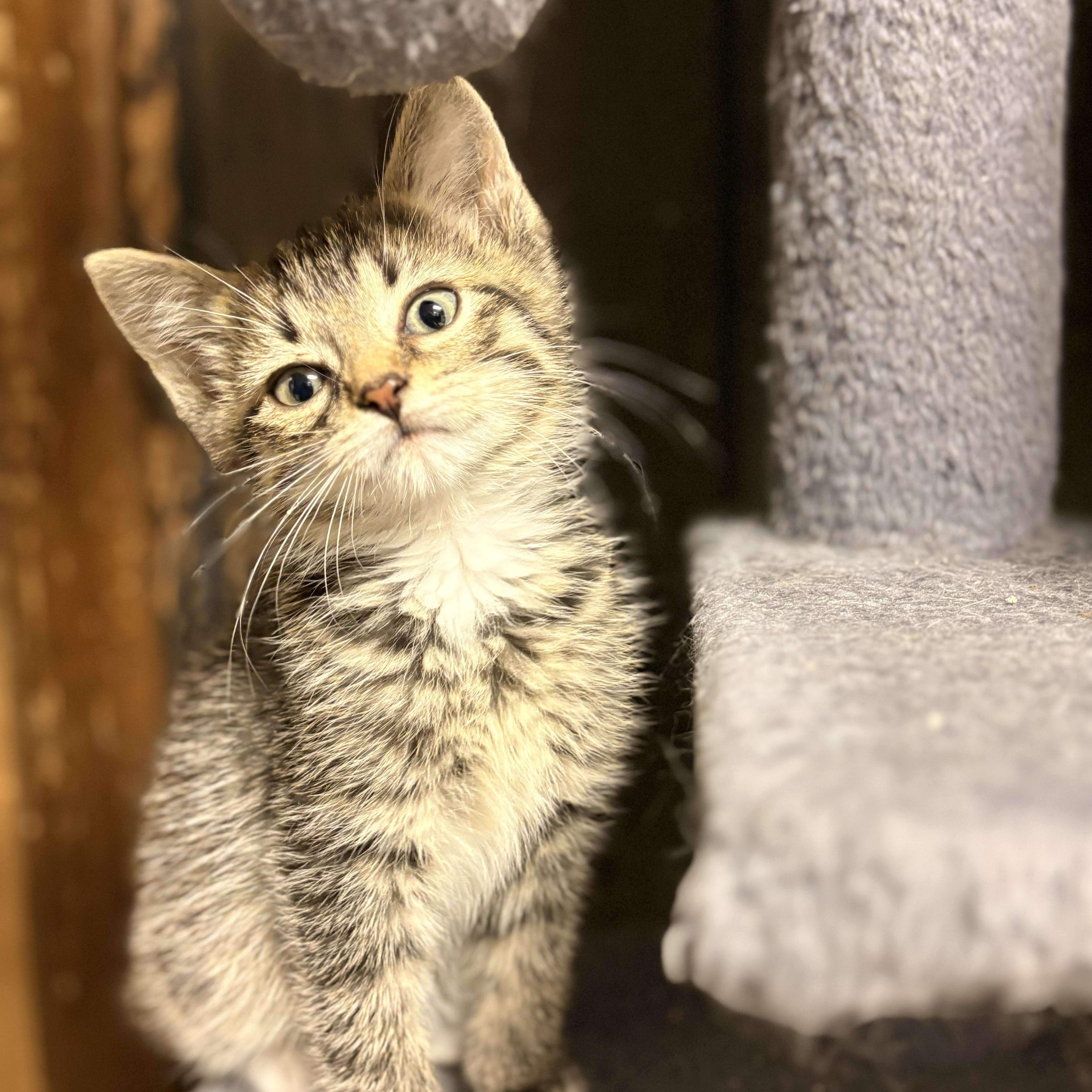 Enlarge Levi, a ADOPTABLE Domestic Short Hair in Austintown, OH image 3/3