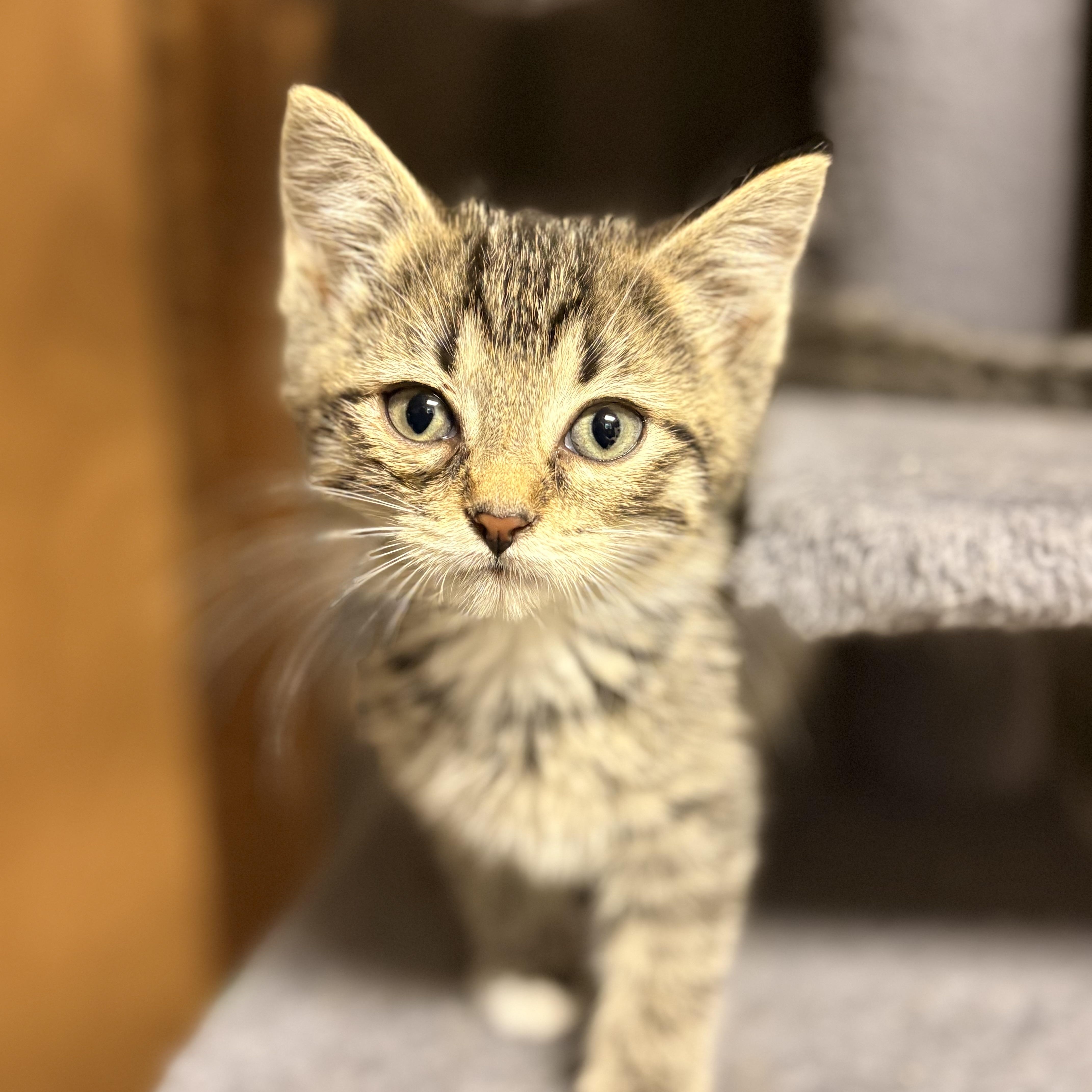 Levi, ADOPTABLE, Kitten Male Domestic Short Hair.