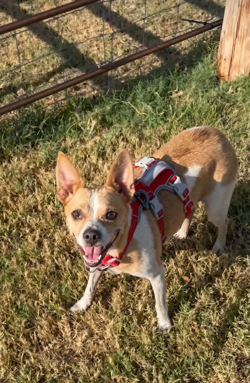 Gemma, Adoptable, Adult Female Rat Terrier & Chihuahua.