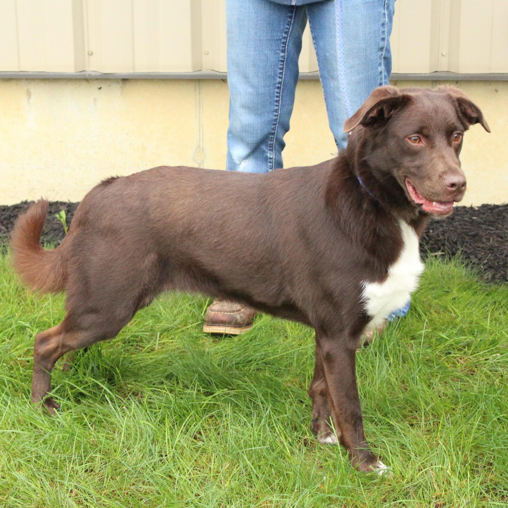 Enlarge Indie, a Adoptable mixed breed in Eaton, OH image 4/6