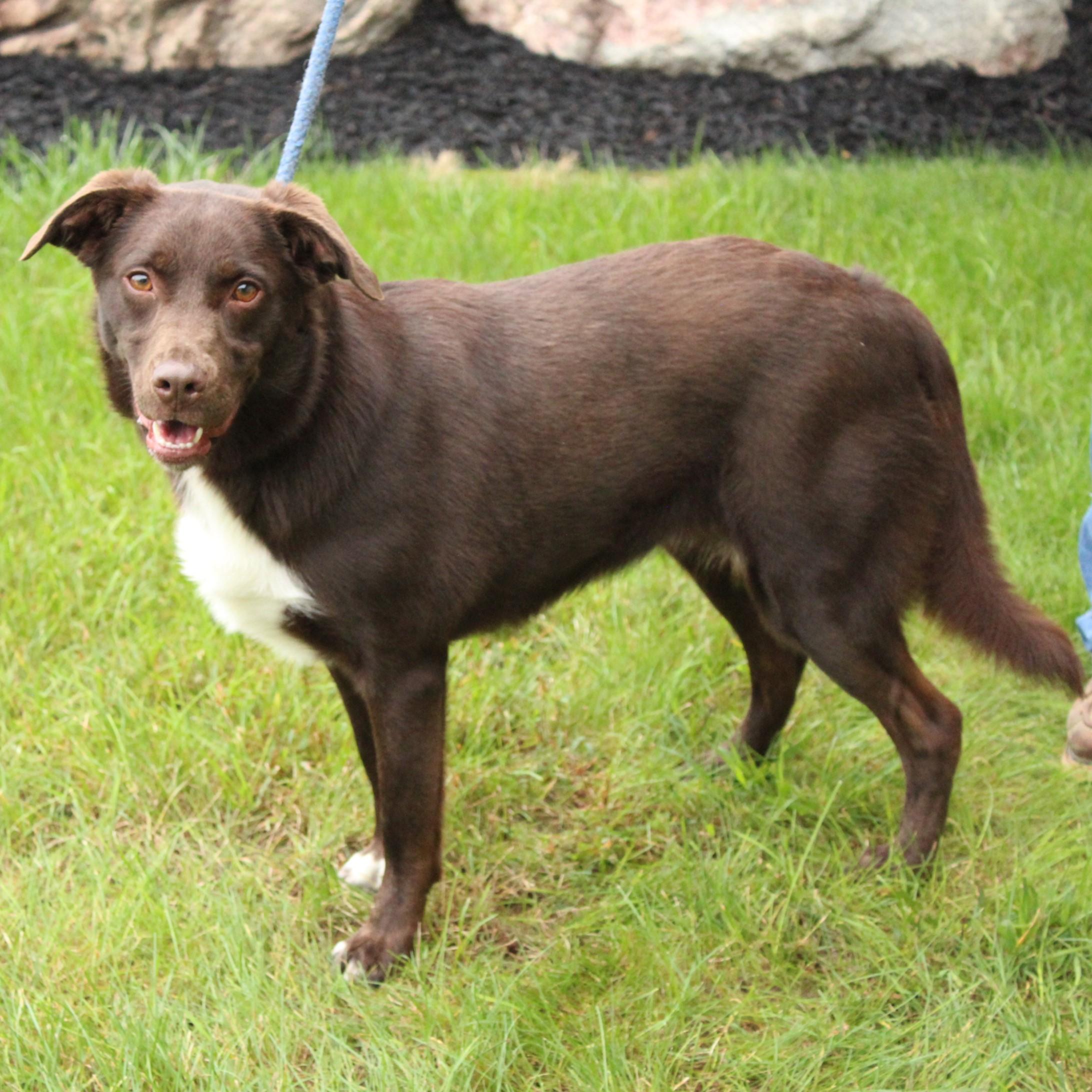 Enlarge Indie, a Adoptable mixed breed in Eaton, OH image 6/6