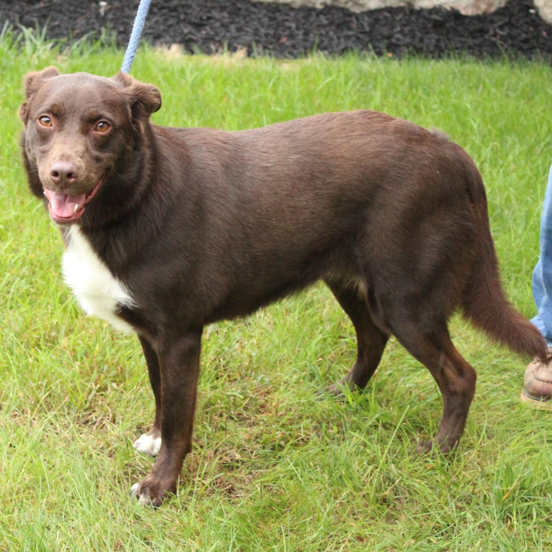 Enlarge Indie, a Adoptable mixed breed in Eaton, OH image 5/6