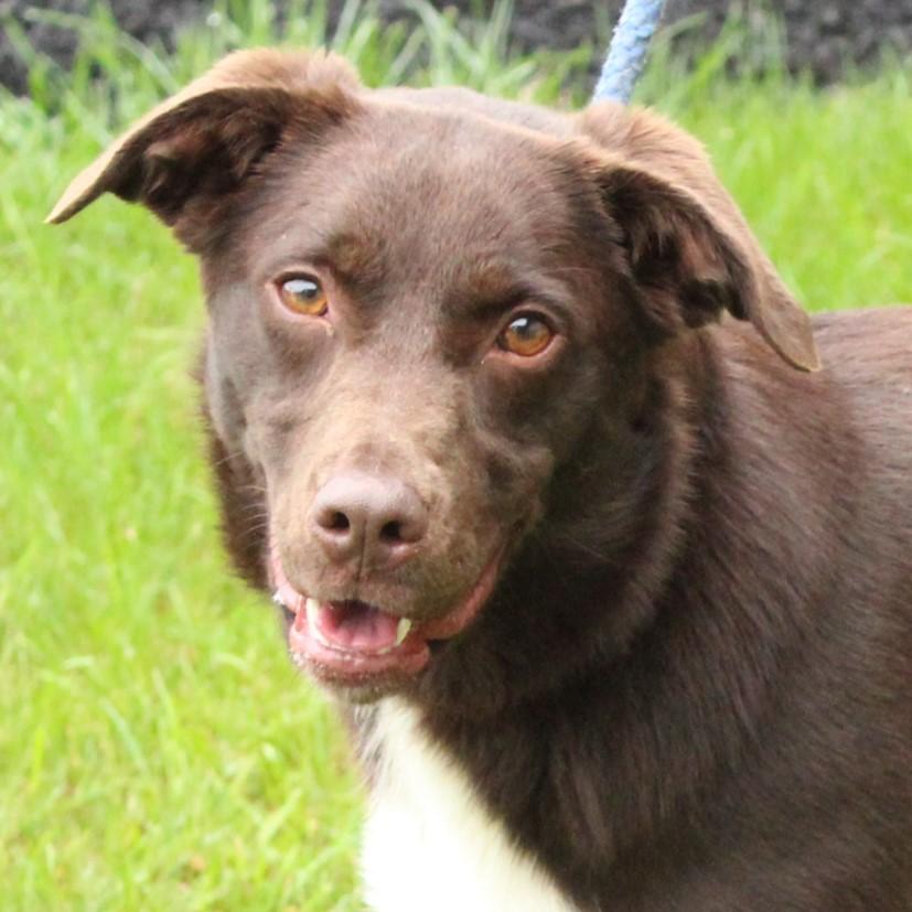 Enlarge Indie, a Adoptable mixed breed in Eaton, OH image 1/6