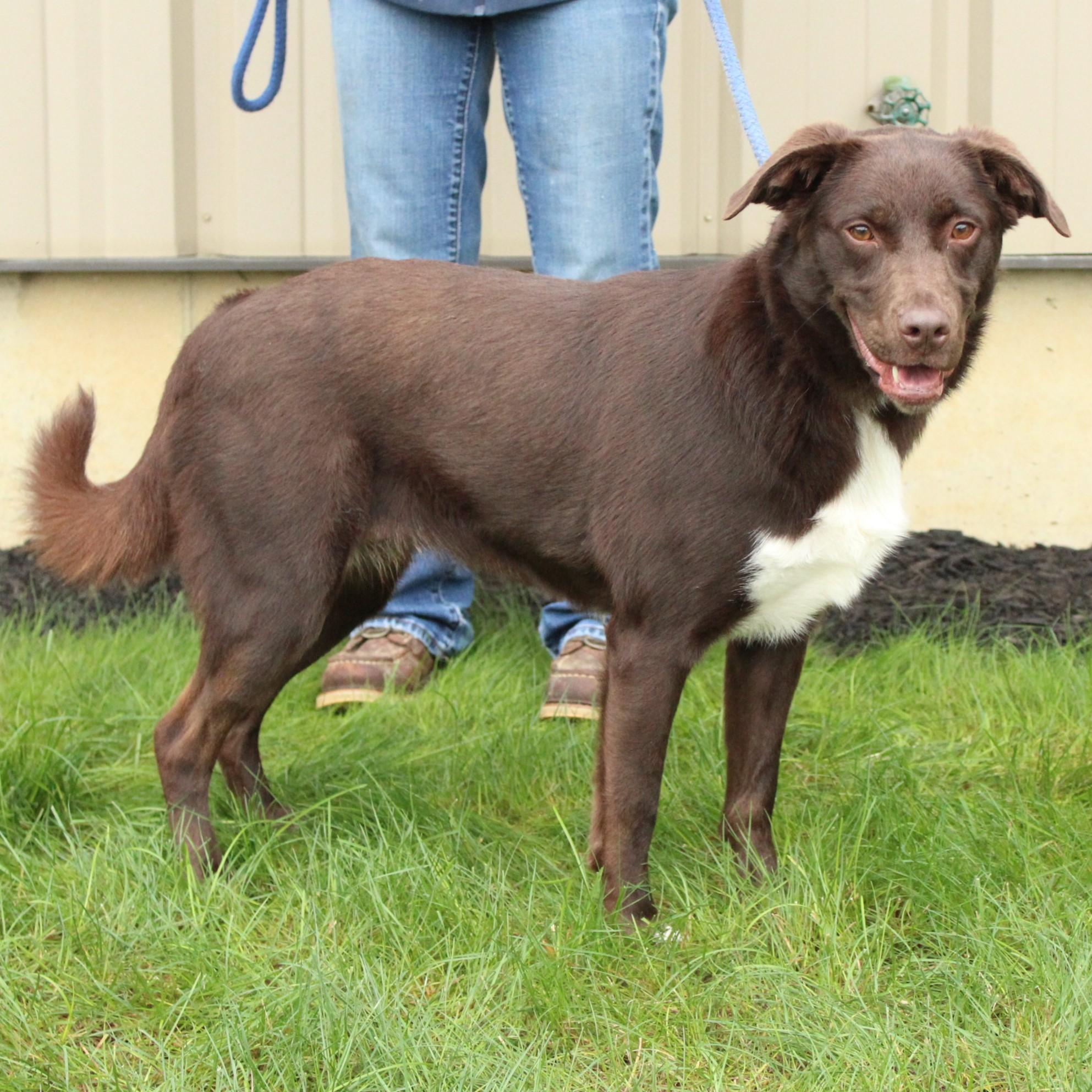 Enlarge Indie, a Adoptable mixed breed in Eaton, OH image 3/6
