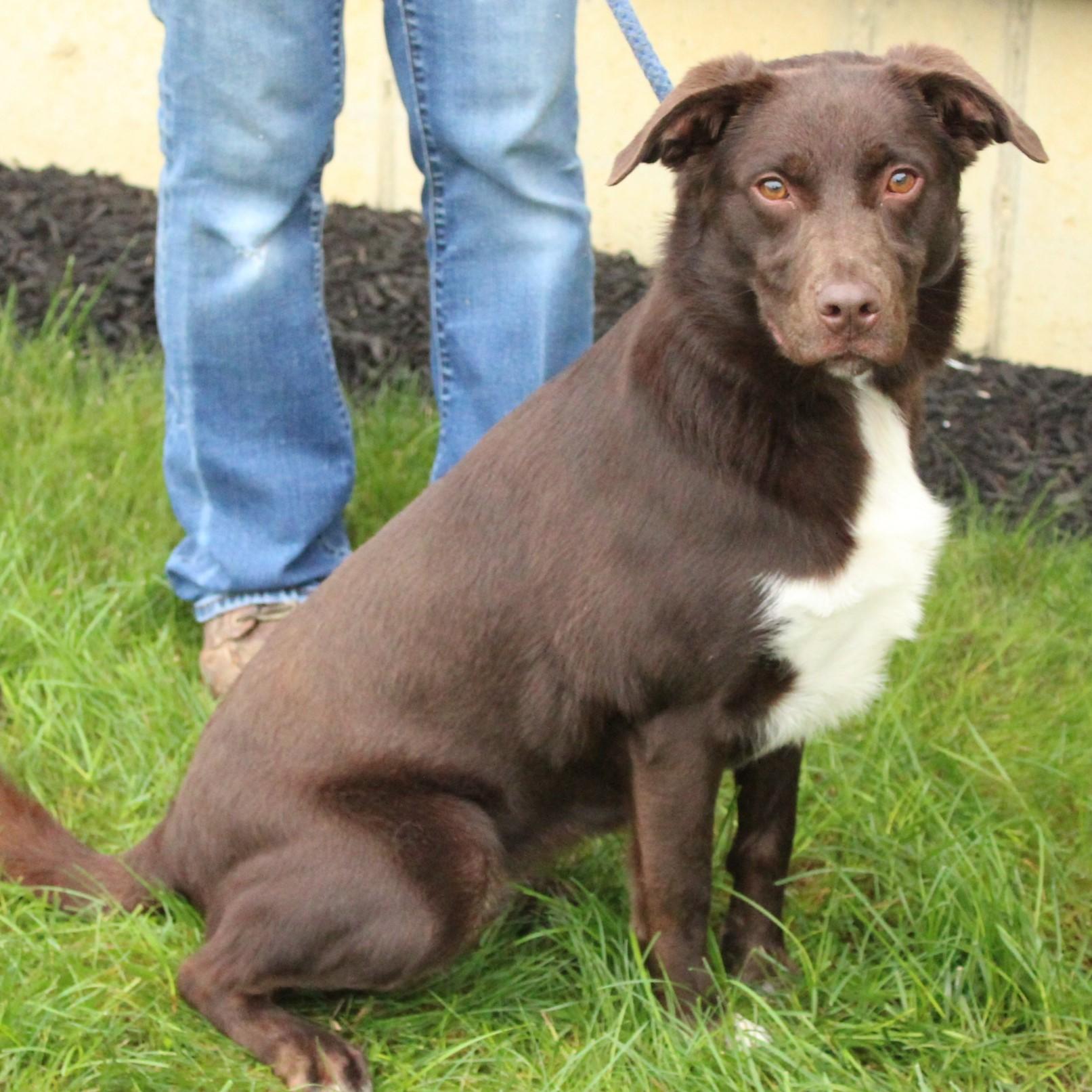 Enlarge Indie, a Adoptable mixed breed in Eaton, OH image 2/6