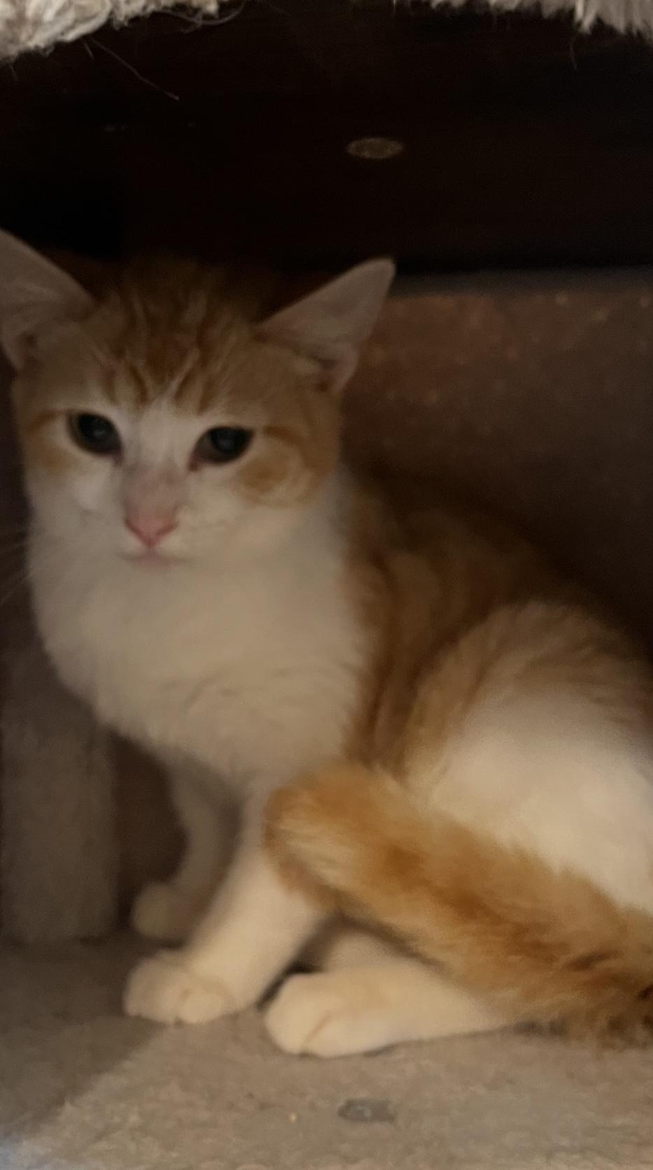 Mango, a Adoptable Domestic Short Hair in Sneads Ferry, NC image 4/6