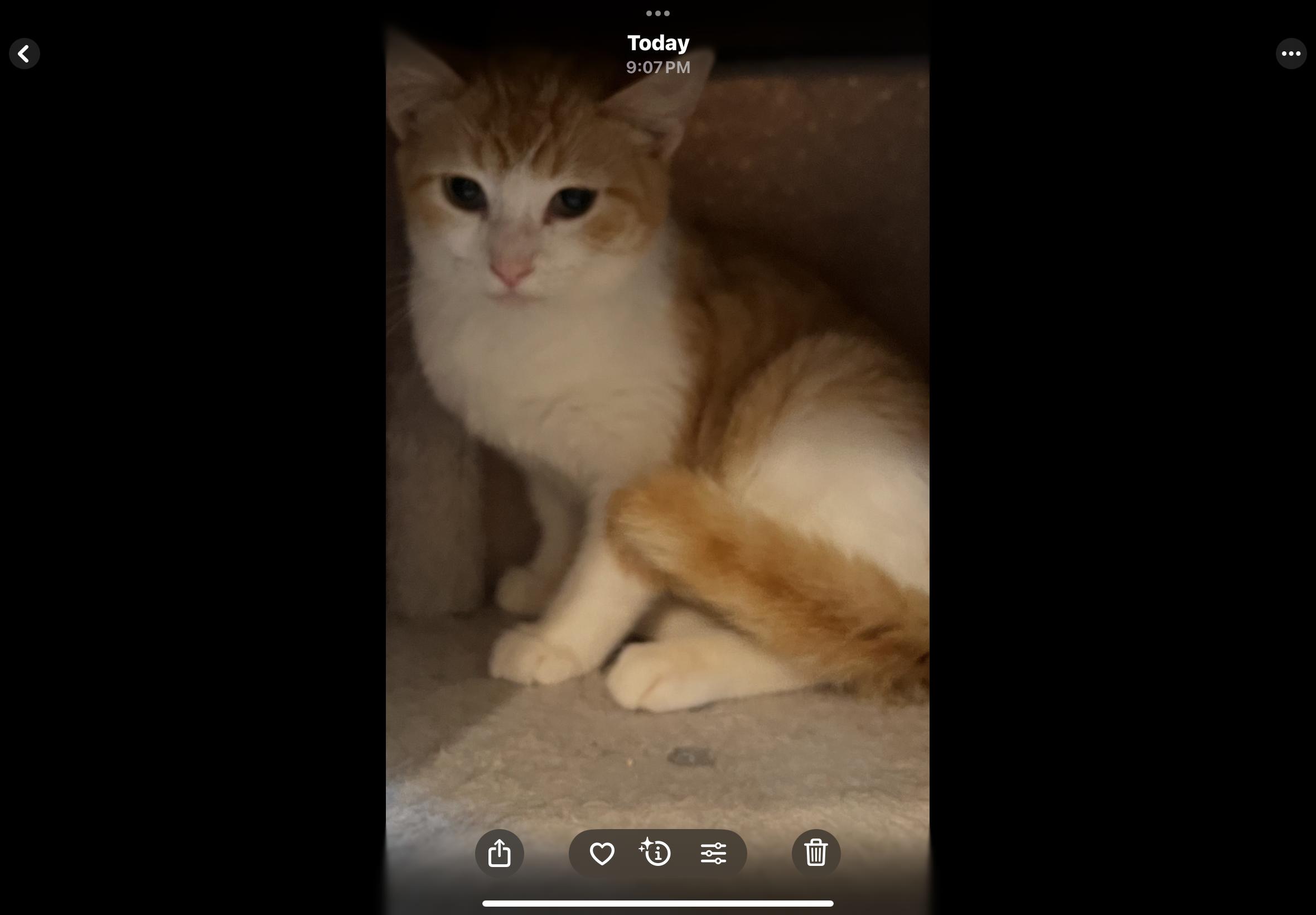 Mango, a Adoptable Domestic Short Hair in Sneads Ferry, NC image 5/6