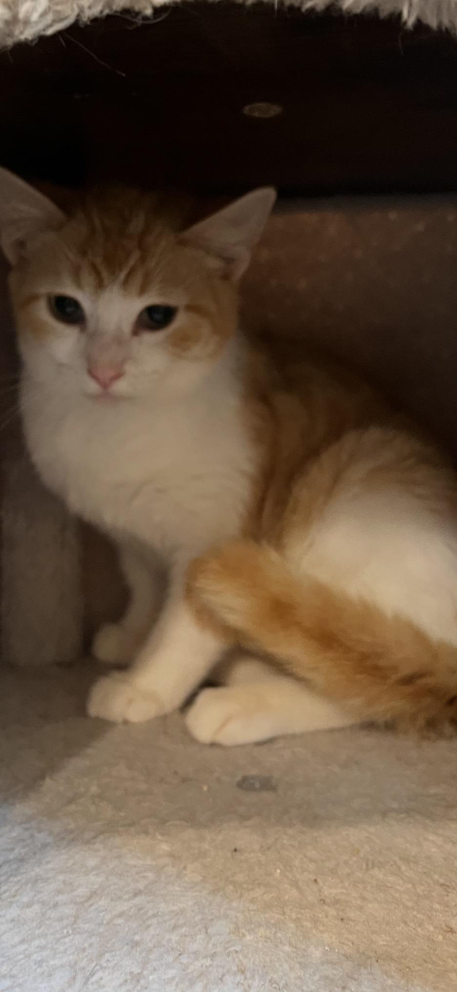 Mango, a Adoptable Domestic Short Hair in Sneads Ferry, NC image 6/6