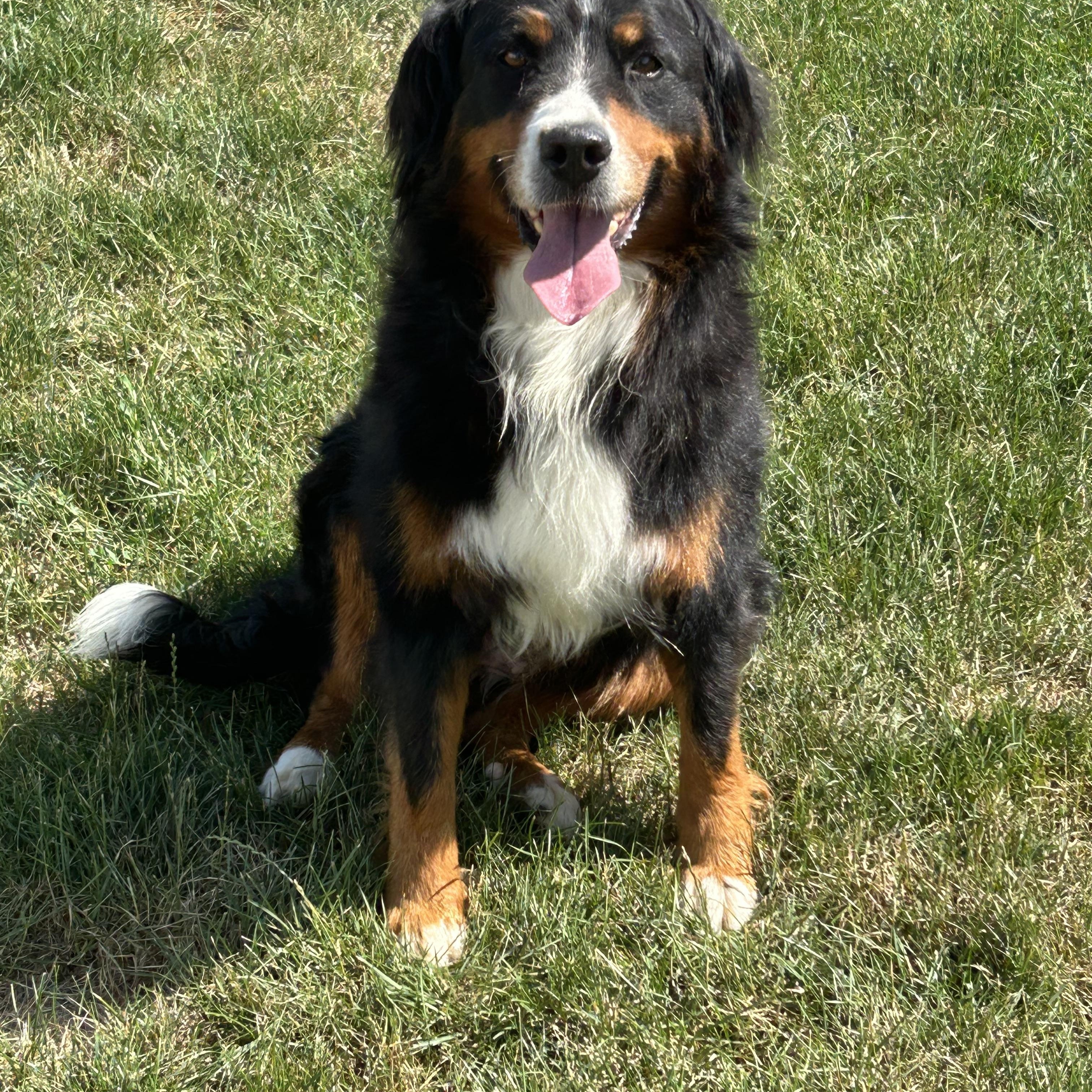 Susie petite 55 lbs, a Adoptable Bernese Mountain Dog in Maumee , OH image 2/4