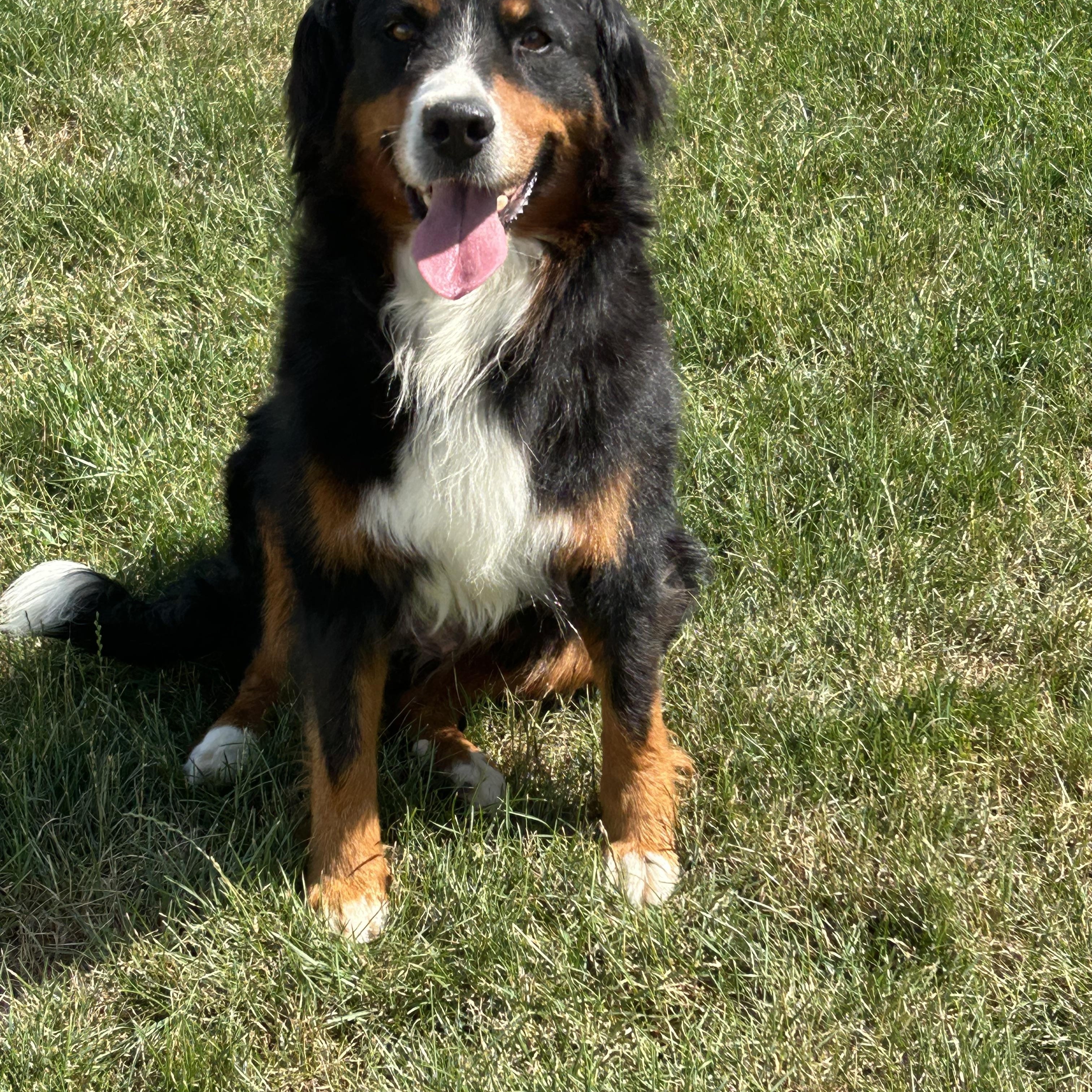 Susie petite 55 lbs, Adoptable, Adult Female Bernese Mountain Dog.