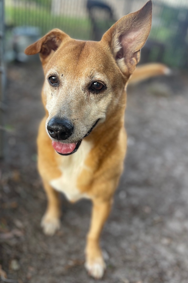 Murphy, a Adoptable mixed breed in Plant City, FL image 1/3
