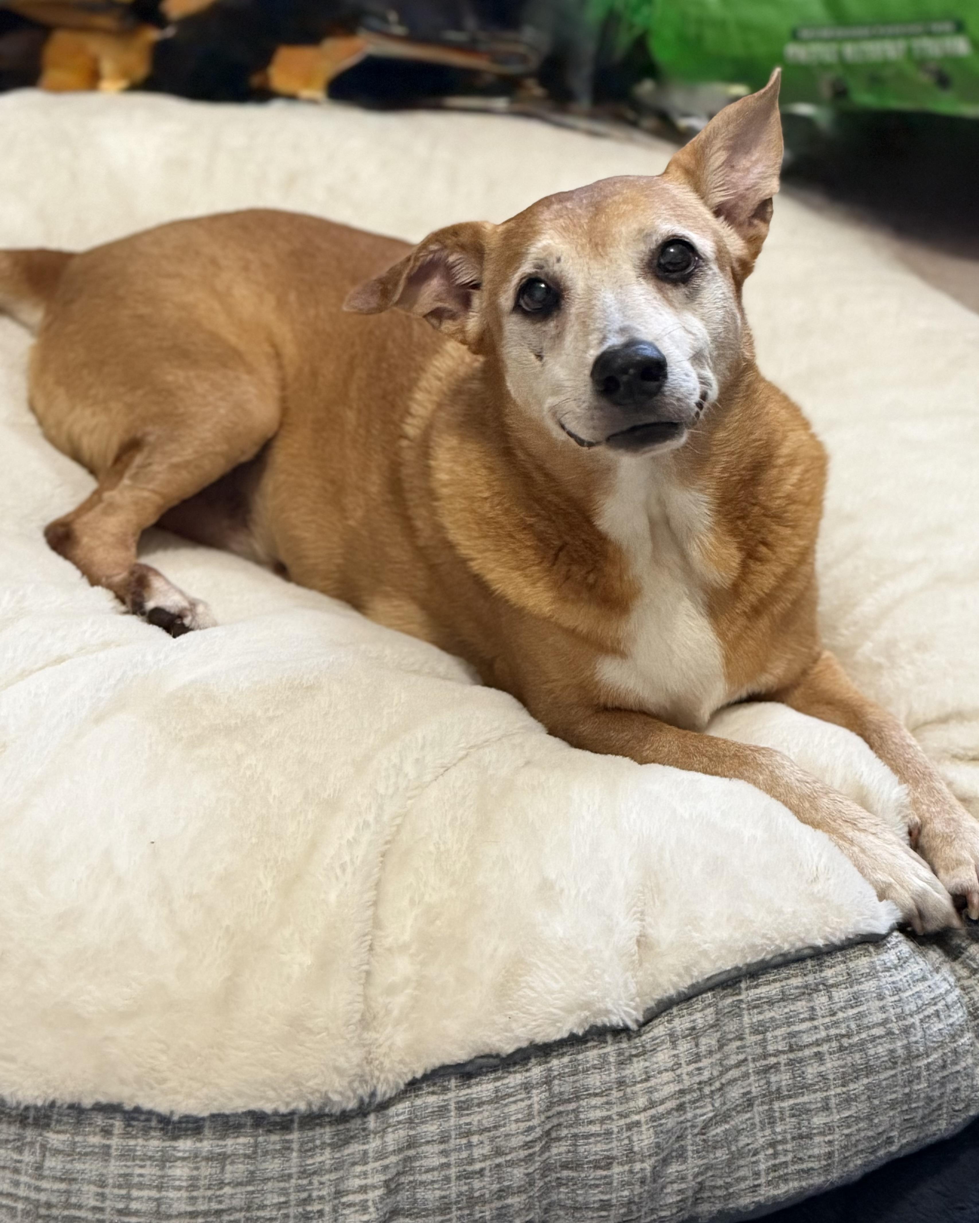 Murphy, Adoptable, Senior Female Labrador Retriever.