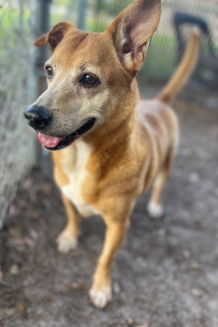 Murphy, a Adoptable mixed breed in Plant City, FL image 2/3